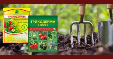 триходермин триходерма вериде инструкция по применению