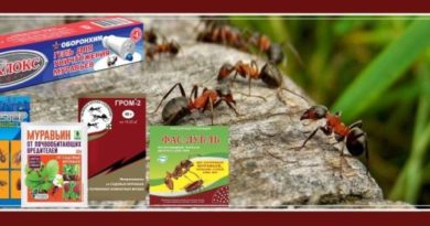 средства от тли сравнительный анализ инсектицидов