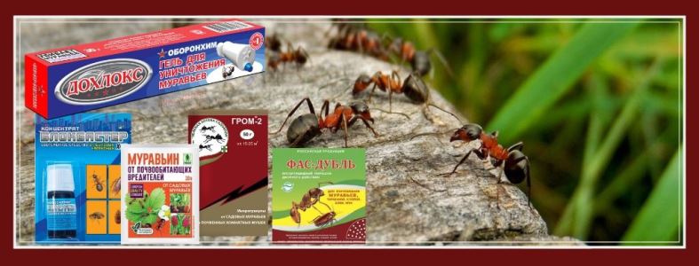 Инсектицидные средства от муравьев - рейтинг 22-х лучших