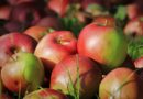 Сбор поздних сортов яблок начался в Кыргызстане