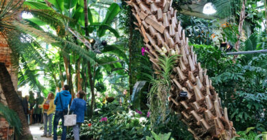 Земляничное дерево зацвело в Москве