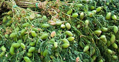 Выращивание нута